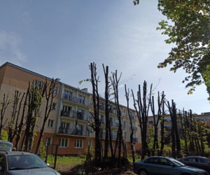 Drzewa przy Kosmowskiej zostały ogołocone. Będą kary
