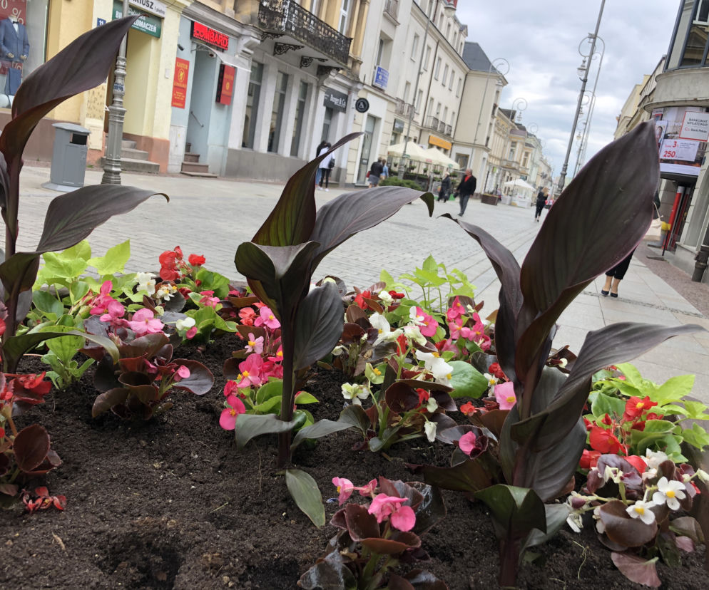 Nowe kwiaty w Kielcach