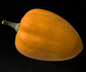 Dynia typu Acorn (dynia żołędziowa) 