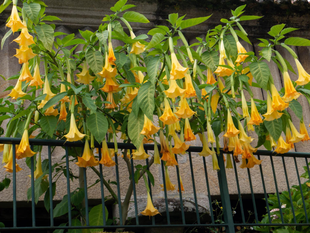 Datura