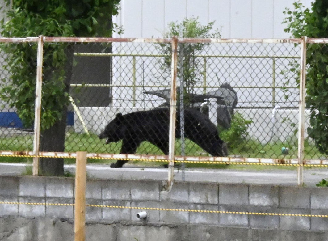 Atak niedźwiedzia w mieście Fukushima w Japonii
