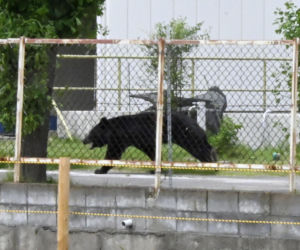Atak niedźwiedzia w mieście Fukushima w Japonii