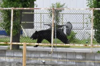 Atak niedźwiedzia w mieście Fukushima w Japonii