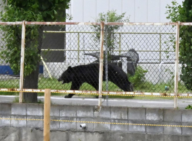 Atak niedźwiedzia w mieście Fukushima w Japonii
