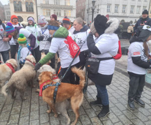 34. finał WOŚP w Krakowie. Golden Retrievery na Rynku Głównym