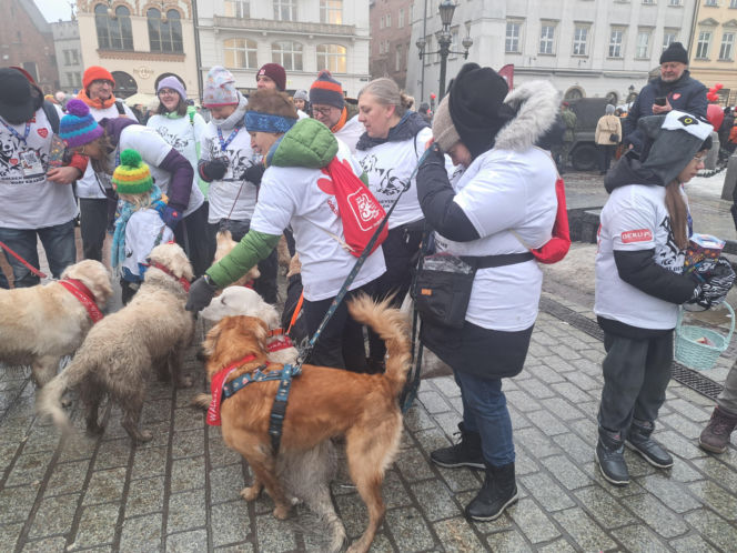 34. finał WOŚP w Krakowie. Golden Retrievery na Rynku Głównym