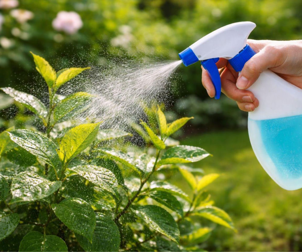 Rozpuść w wodzie i spryskaj liście. Mszyce znikną szybciej niż myślisz 