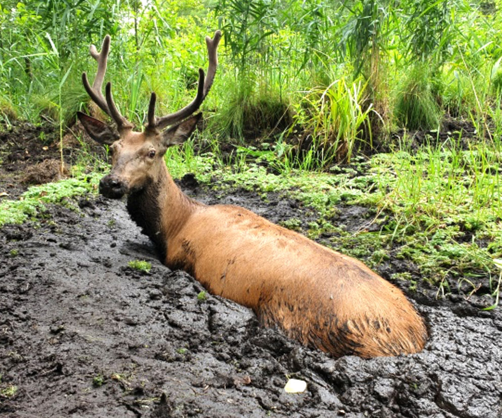 Leśnicy uratowali jelenia z bagna
