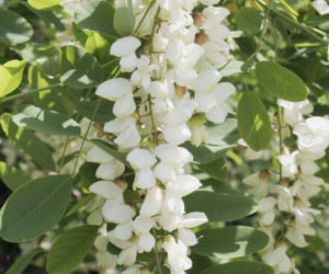 Robinia akacjowa