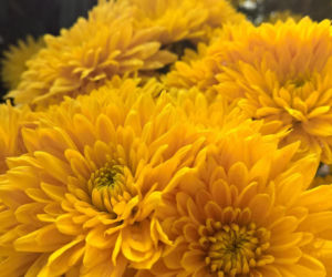 Tych kwiatów nie kupuj, jeśli nie chcesz spać w salonie. Nie uwierzysz, co oznaczają!