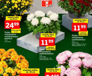 Ceny zniczy i wiązanek w Lidlu