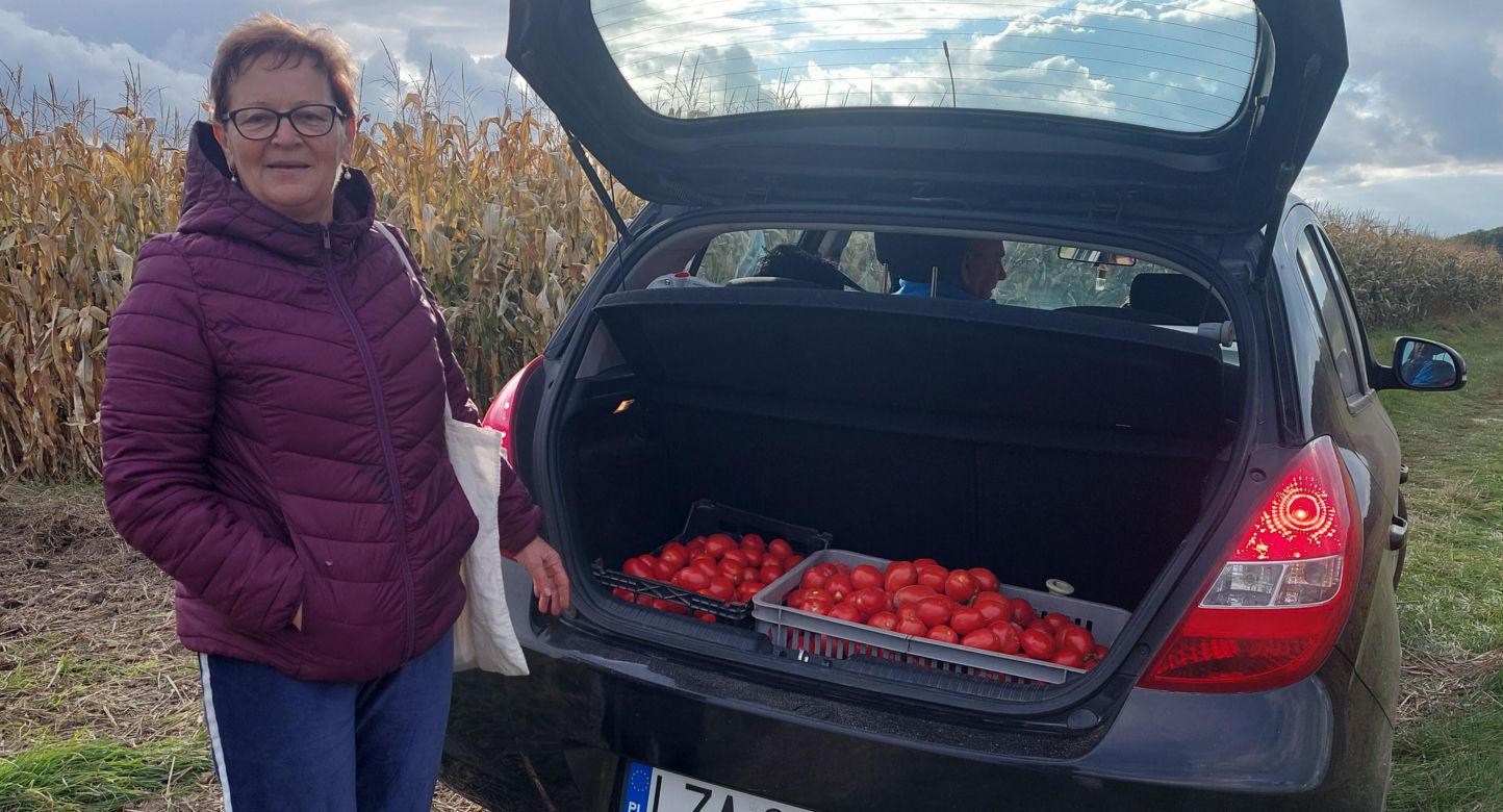 Samozbiory pomidorów na plantacji w Niewirkowie cieszą się powodzeniem