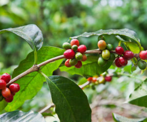 Kawa