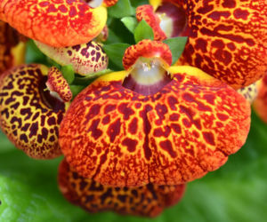 Pantofelnik (Calceolaria)