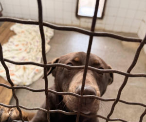 Siarczysty mróz zagraża zwierzętom! Krakowskie schronisko pilnie szuka domów tymczasowych