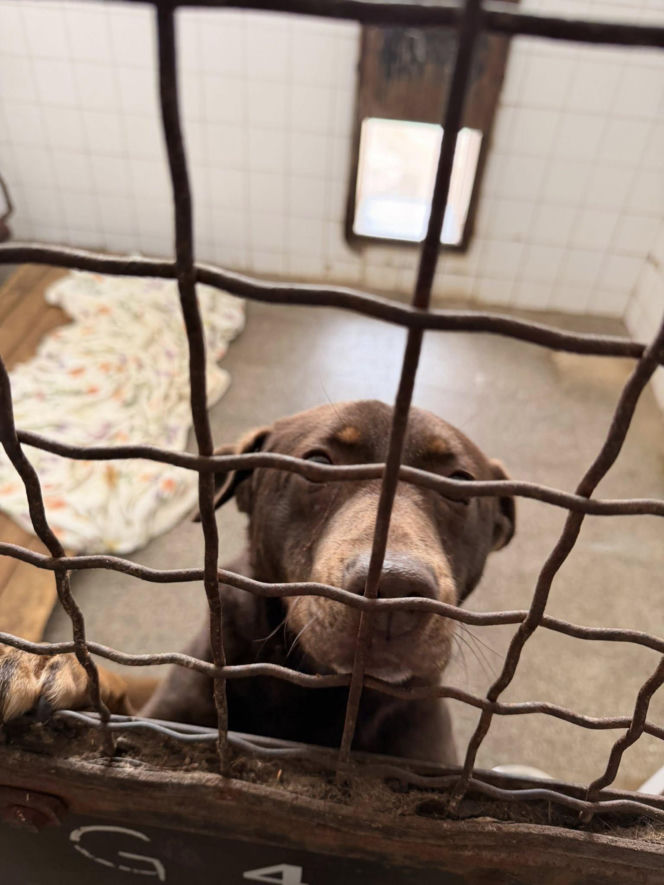 Siarczysty mróz zagraża zwierzętom! Krakowskie schronisko pilnie szuka domów tymczasowych