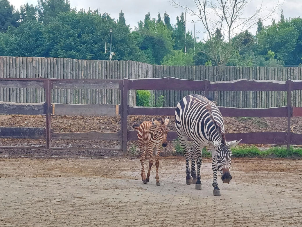 Mała zebra w zamojskim ZOO