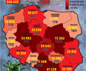 Koronawirus 8.11: podział na województwa 