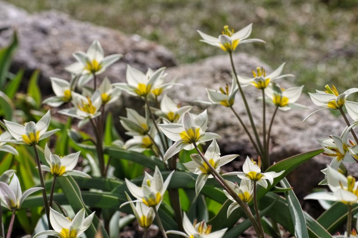 Tulipan