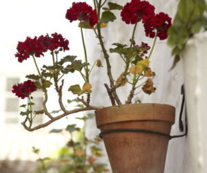 Choroby pelargonii