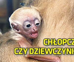chłopczyk  czy dziewczynka?