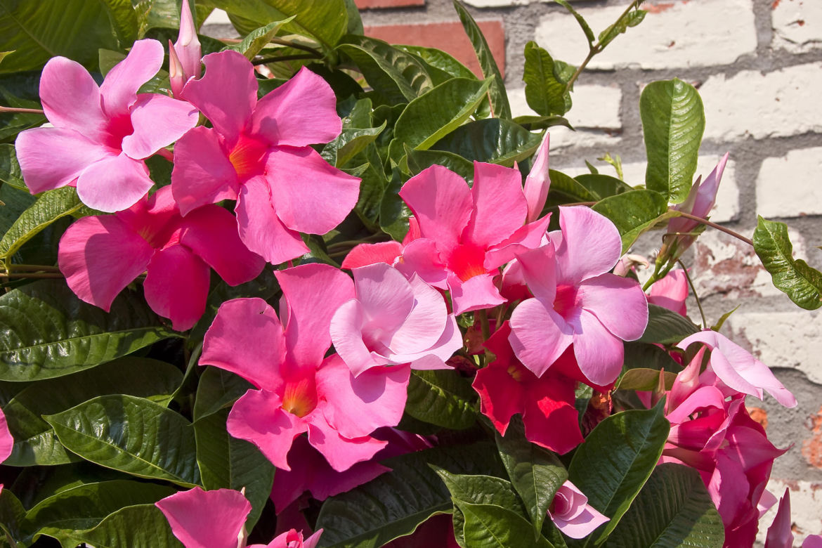 Dipladenia, mandevilla