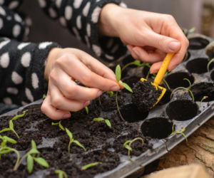 Kiedy i jak prawidłowo pikować siewki? Sprawdź!