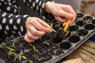 Sekret silnych i zdrowych sadzonek? Właściwe pikowanie! Odkryj, jak to robić