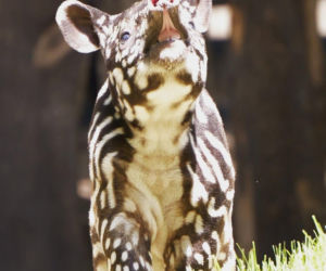 Historyczne narodziny w płockim zoo. To pierwszy urodzony w Polsce tapir malajski!