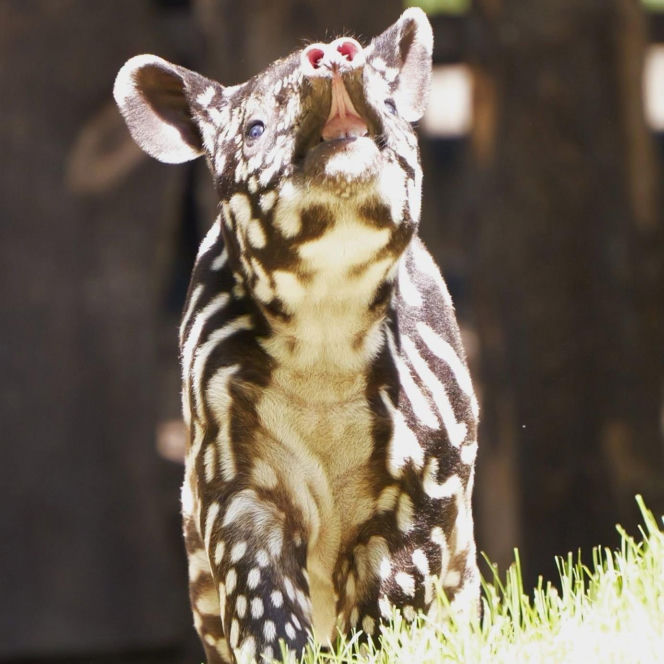Historyczne narodziny w płockim zoo. To pierwszy urodzony w Polsce tapir malajski!