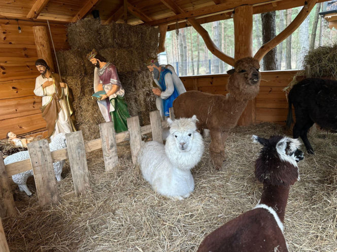 Żywa szopka w Lipowicy – magiczne święta tuż obok Kielc