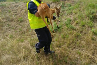 Ostrów Wielkopolski ma swojego doktora Dolittle! To... policjant! [ZDJĘCIA]