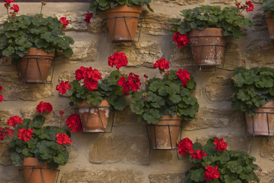 Pelargonie jesienią
