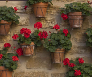 Pelargonie jesienią