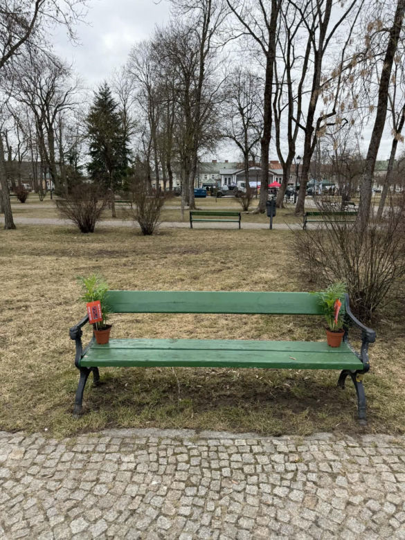 Darmowe palmy na ulicach Suwałk! Niezwykła akcja Radia ESKA