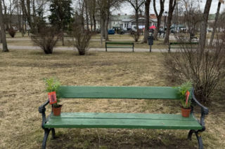 Darmowe palmy na ulicach Suwałk! Niezwykła akcja Radia ESKA