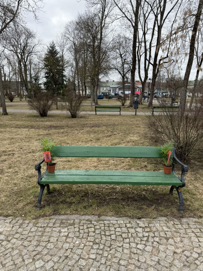 Darmowe palmy na ulicach Suwałk! Niezwykła akcja Radia ESKA