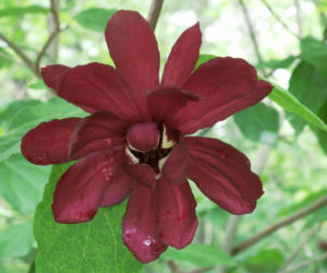 Ten krzew pachnie jak domowa szarlotka. Posadź już teraz, a nornice znikną z twojego ogrodu