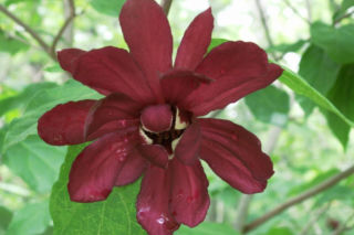 Ten krzew pachnie jak domowa szarlotka. Posadź już teraz, a nornice znikną z twojego ogrodu