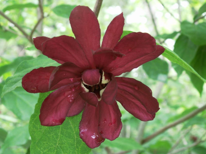 Ten krzew pachnie jak domowa szarlotka. Posadź już teraz, a nornice znikną z twojego ogrodu