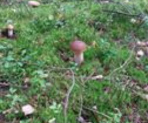 Grzybobranie na Podkarpaciu: Zdjęcia Czytelników