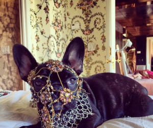 Lady Gaga przesadza w miłości do psa.