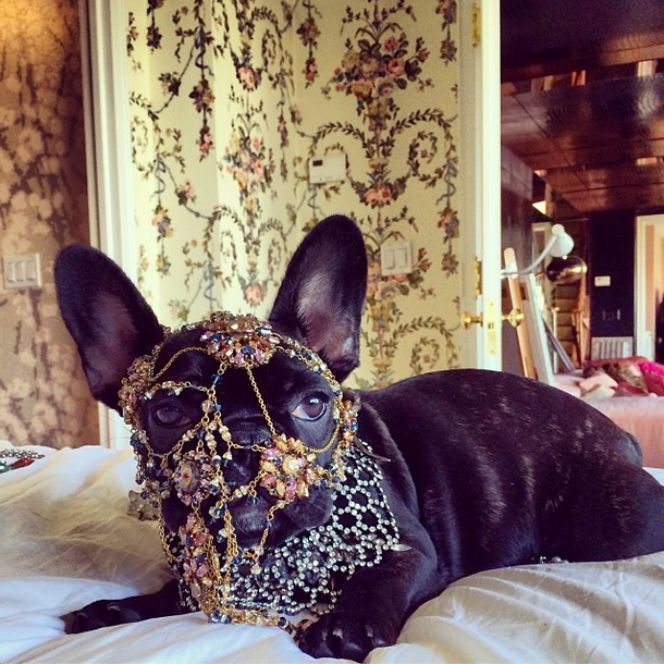 Lady Gaga przesadza w miłości do psa.