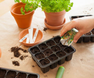 Dlaczego zbyt wczesny wysiew nasion na rozsadę jest błędem?