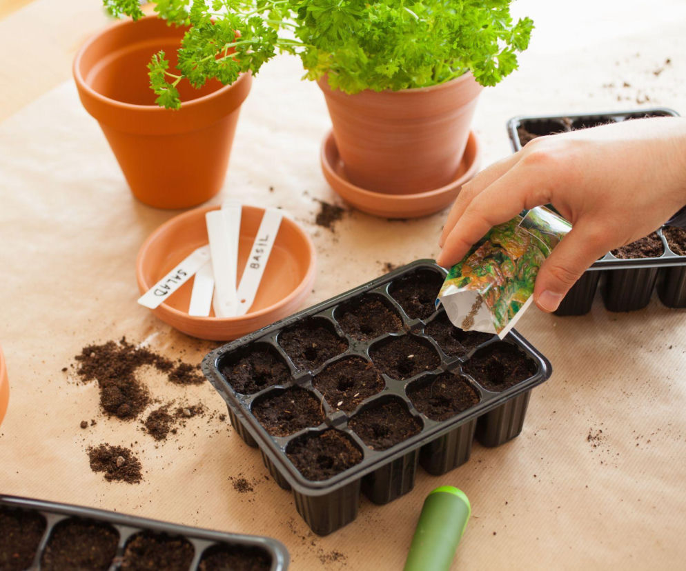 Dlaczego zbyt wczesny wysiew nasion na rozsadę jest błędem?