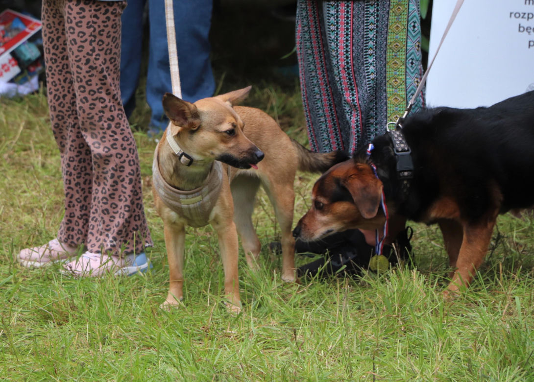 XIII Piknik Przyjaciół Schroniska w Toruniu. Fotorelacja z imprezy