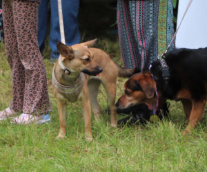 XIII Piknik Przyjaciół Schroniska w Toruniu. Fotorelacja z imprezy