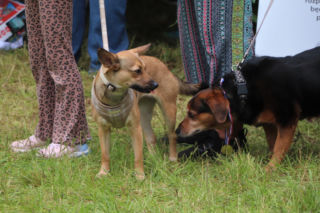 XIII Piknik Przyjaciół Schroniska w Toruniu. Fotorelacja z imprezy