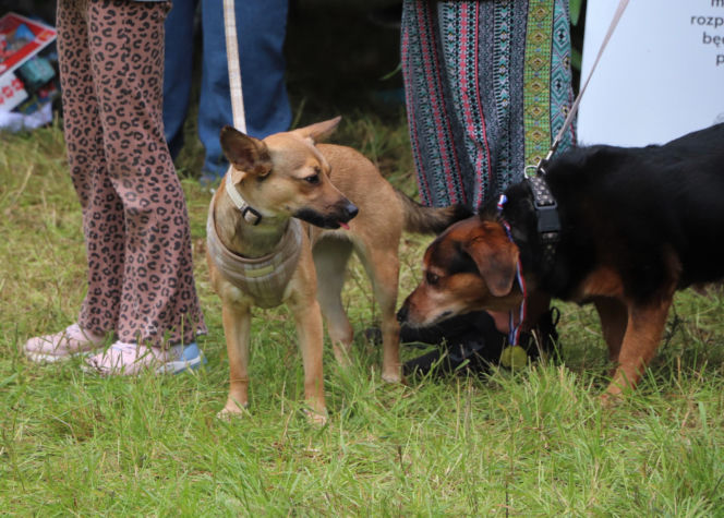 XIII Piknik Przyjaciół Schroniska w Toruniu. Fotorelacja z imprezy