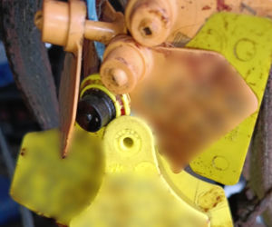 Policja rozbiła grupę złodziei bydła. Pięciu mężczyzn z zarzutami